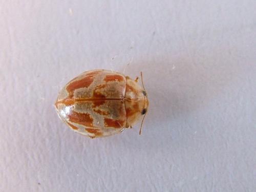 Myrrha octodecimguttata